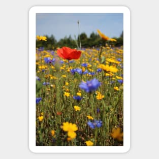 Wildflower meadow Sticker